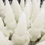 Objets de décoration - Ceralacca - Bougies en forme de nains - GRAZIANI