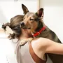 Accessoires animaux - Collier pour chien The Fritz - APPROVED BY FRITZ