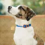 Accessoires animaux - Collier pour chien The Fritz - APPROVED BY FRITZ