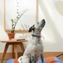 Accessoires animaux - Collier pour chien The Fritz - APPROVED BY FRITZ