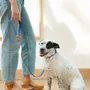 Accessoires animaux - La Laisse Fritz de Chien - APPROVED BY FRITZ