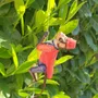 Toys - Curt, the climbing monkey - BLECHFABRIK