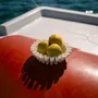 Design objects - Pedalo collection pocket emptier - ATELIER MAHD