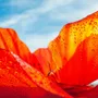 Floral decoration - Poppy - LA FLEUR MONUMENTALE