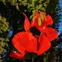 Floral decoration - Poppy - LA FLEUR MONUMENTALE