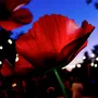 Floral decoration - Poppy - LA FLEUR MONUMENTALE