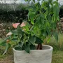 Vases - Vortexi - ATELIER SCRALAN
