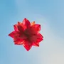 Candy - Yü Lotus box - YÜSSÉE