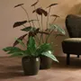 Floral decoration - ALOCASIA LONGILOBA POT - LOU DE CASTELLANE