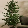 Floral decoration - CEDRE ATLANTICA - LOU DE CASTELLANE