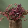 Décorations florales - ASTRANTIA MAJOR - LOU DE CASTELLANE