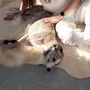 Design carpets - Natural Irregular Sheepskin Ivory Carpet - - MELLOW CONCEPT STORE