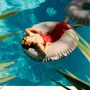 Outdoor pools - The Pool Collection - GARDEN GLORY
