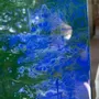 Tableaux - "JungleMirror" – toile acrylique/resin grand format (146 x 89 cm) - TURIK&ART (KSENIIA TURIK)