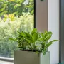 Flower pots - Ionic collection - POTTERY POTS