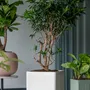 Flower pots - Ionic collection - POTTERY POTS
