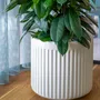 Flower pots - Ionic collection - POTTERY POTS