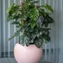 Pots de fleurs - Collection Elemental - POTTERY POTS