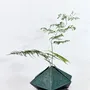 Vases - “East, South, West, North” Lacquered Vase - YQ LACQUER