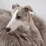 Lits - Lit Ovale pour Animal en Peau de Mouton Naturelle – Greige - MELLOW CONCEPT STORE