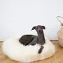 Beds - Round Natural Sheepskin Pet Bed - White - MELLOW CONCEPT STORE