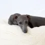 Beds - Oval Natural Wool Pet Bed - White - MELLOW CONCEPT STORE