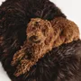Beds - Oval Natural Sheepskin Pet Bed - Chocolate Brown - MELLOW CONCEPT STORE