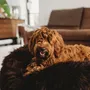 Beds - Oval Natural Sheepskin Pet Bed - Chocolate Brown - MELLOW CONCEPT STORE