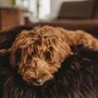 Beds - Oval Natural Sheepskin Pet Bed - Chocolate Brown - MELLOW CONCEPT STORE