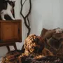 Beds - Oval Natural Sheepskin Pet Bed - Chocolate Brown - MELLOW CONCEPT STORE