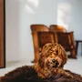 Beds - Oval Natural Sheepskin Pet Bed - Chocolate Brown - MELLOW CONCEPT STORE
