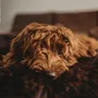 Beds - Oval Natural Sheepskin Pet Bed - Chocolate Brown - MELLOW CONCEPT STORE