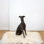 Beds - Square or Rectangular Natural Sheepskin Pet Mat - White - MELLOW CONCEPT STORE