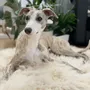 Beds - Square or Rectangular Natural Sheepskin Pet Mat - White - MELLOW CONCEPT STORE