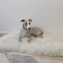 Beds - Square or Rectangular Natural Sheepskin Pet Mat - White - MELLOW CONCEPT STORE