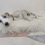 Beds - Square or Rectangular Natural Sheepskin Pet Mat - White - MELLOW CONCEPT STORE