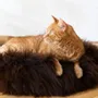 Lits - Lit Rond pour Animal en Peau de Mouton Naturelle - Marron - MELLOW CONCEPT STORE