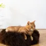 Lits - Lit Rond pour Animal en Peau de Mouton Naturelle - Marron - MELLOW CONCEPT STORE