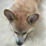 Beds - Natural Sheepskin Rug for Pet - MELLOW CONCEPT STORE