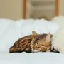Beds - Natural Sheepskin Rug for Pet - MELLOW CONCEPT STORE