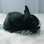 Beds - Natural Sheepskin Rug for Pet - MELLOW CONCEPT STORE