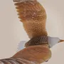 Sculptures, statuettes and miniatures - Wings of Eternity - PRESTONEX DESIGN PVT LTD
