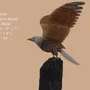 Sculptures, statuettes and miniatures - Wings of Eternity - PRESTONEX DESIGN PVT LTD