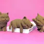 Children's arts and crafts - KITTENS TRIO - CARTONIC 3D puzzle - CARTONIC 3D PUZZLES