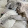 Decorative objects - Natural Woolen Dog Tug Toy - White - MELLOW CONCEPT STORE