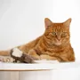 Decorative objects - Natural Sheepskin Cat Toy: Squid - MELLOW CONCEPT STORE
