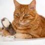 Decorative objects - Natural Sheepskin Cat Toy: Squid - MELLOW CONCEPT STORE