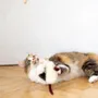 Decorative objects - Natural Sheepskin Cat Toy: Mouse - MELLOW CONCEPT STORE