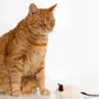Decorative objects - Natural Sheepskin Cat Toy: Mouse - MELLOW CONCEPT STORE