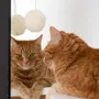 Decorative objects - Natural Woolen Cat Toy: Ball - MELLOW CONCEPT STORE